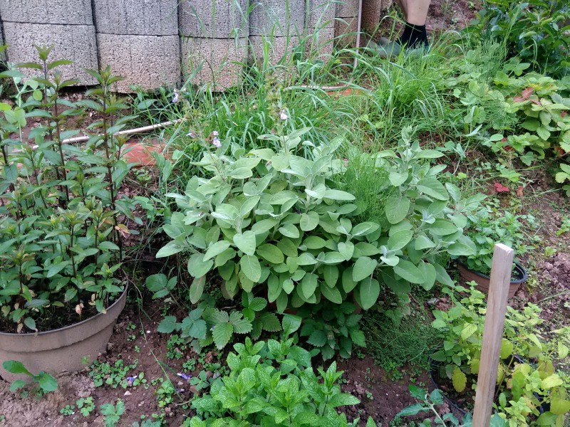 Мой личный очень ландшафтный дизайн.