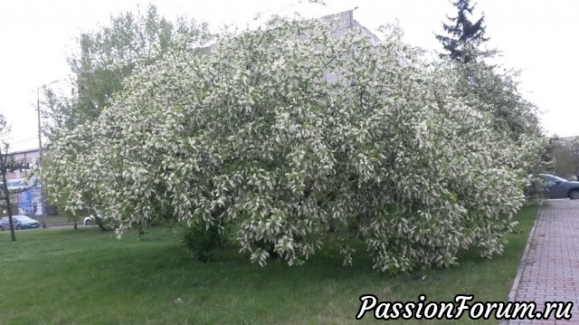В Красноярске цветет черемуха