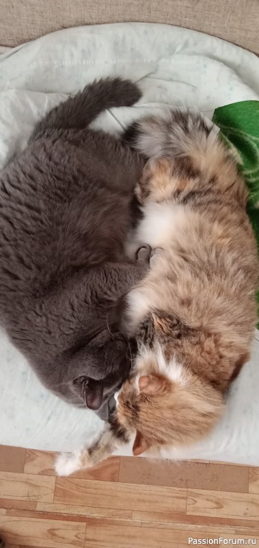 Котики