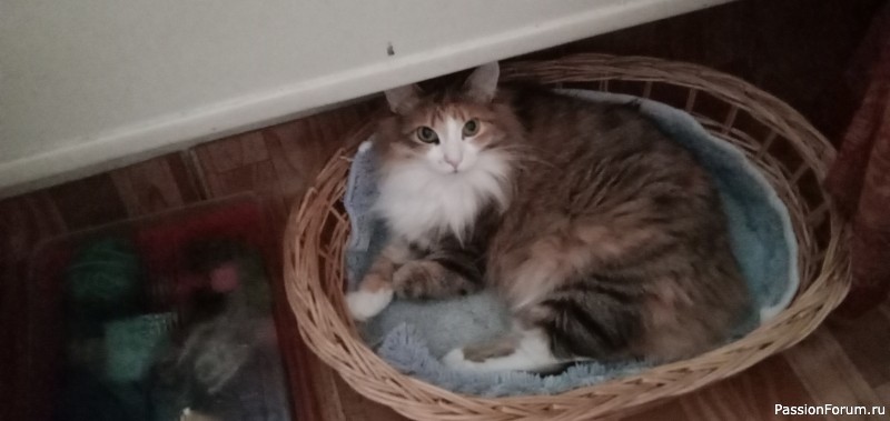Котики