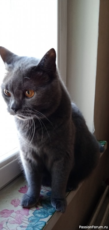 Котики