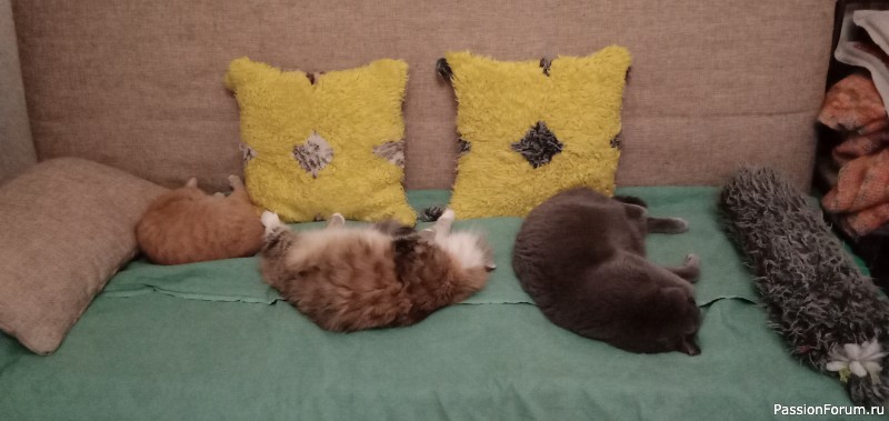 Котики
