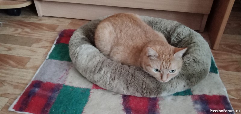 Котики
