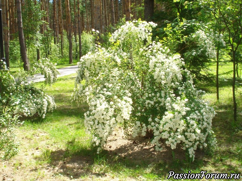 Солнечным днём &quot;В некотором царстве&quot;.