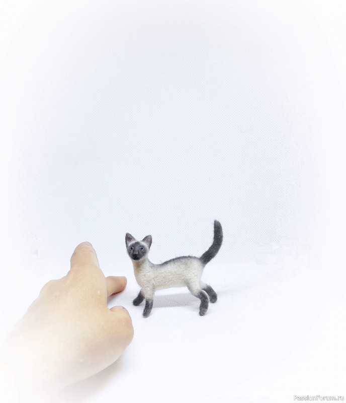 Сиамский котик