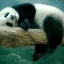 panda (Елена) panda (Елена)
