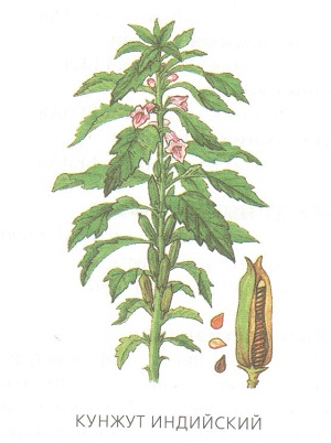 Кунжут