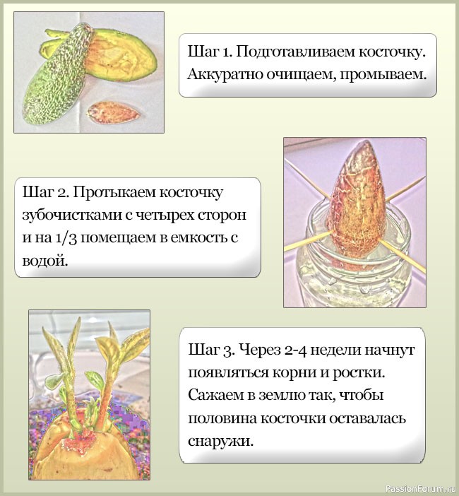 Правила и секреты выращивания авокадо из косточки в домашних условиях