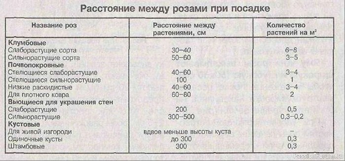 Сажаем розы. Как получить хороший штамб?