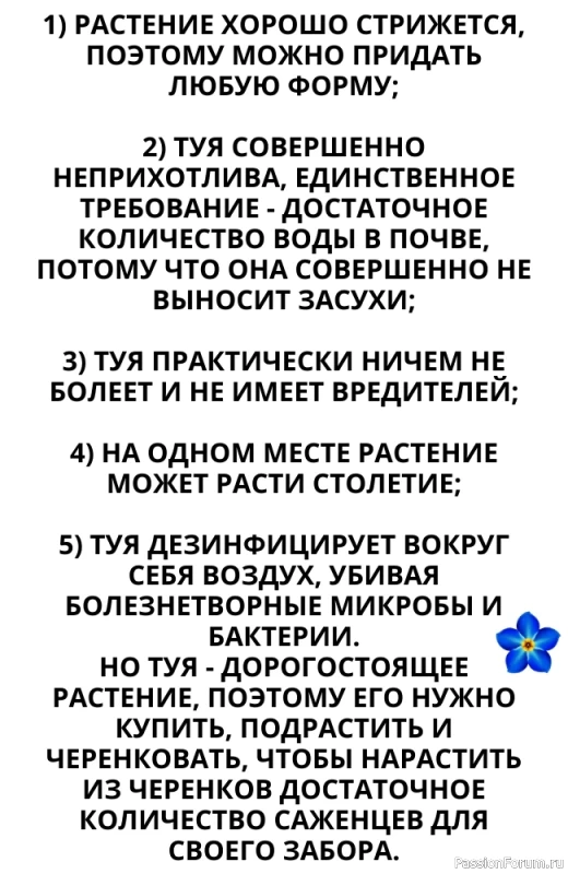 Зеленый "забор" из туи