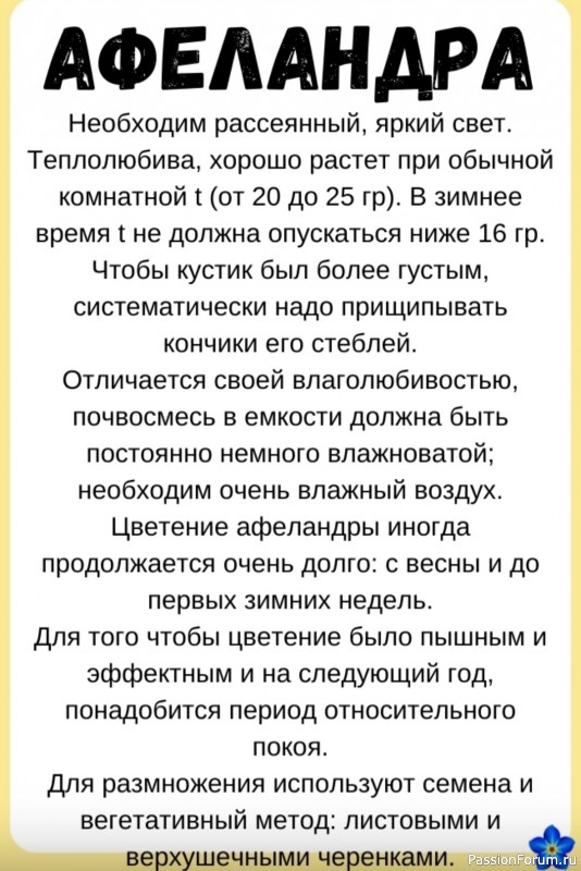 Комнатный цветок Афеландра. Уход и содержание