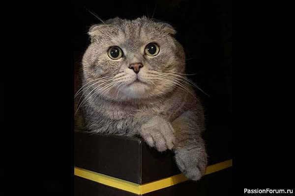 Как кошки протискиваются в небольшие помещения?