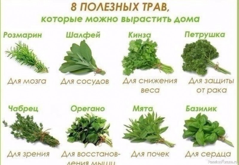 Травы, которые можно вырастить дома