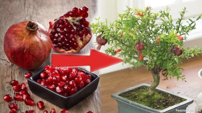 Гранатовое дерево из косточки
