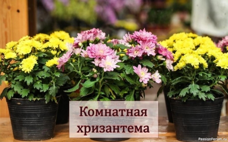 Комнатная хризантема