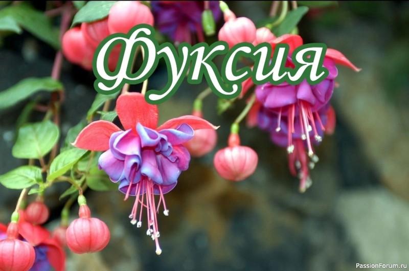 Фуксия. Комнатные растения