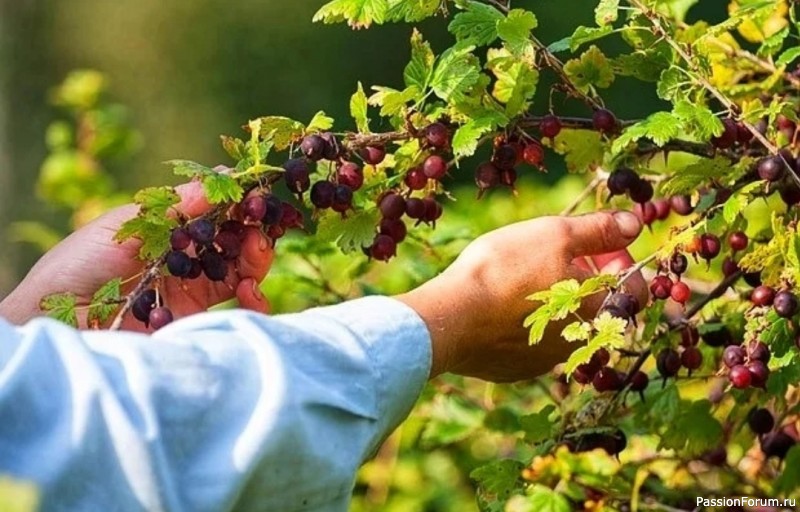 Уход за крыжовником. Дачникам на заметку