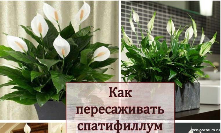 Как пересаживать спатифиллум
