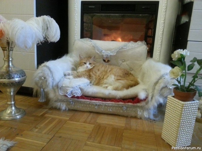 Очень просто создать кошачий рай