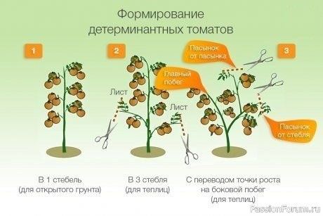 Для дачников: пасынкуем томаты правильно