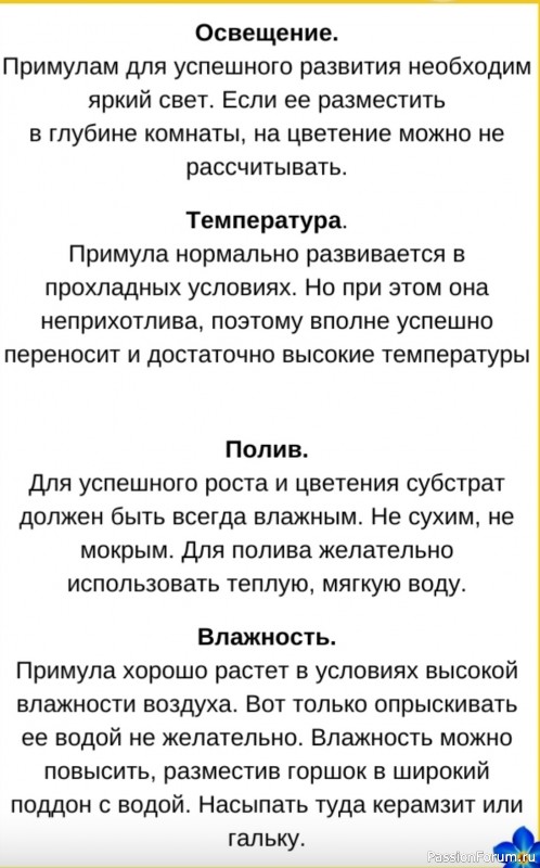 Примула на подоконнике - это легко
