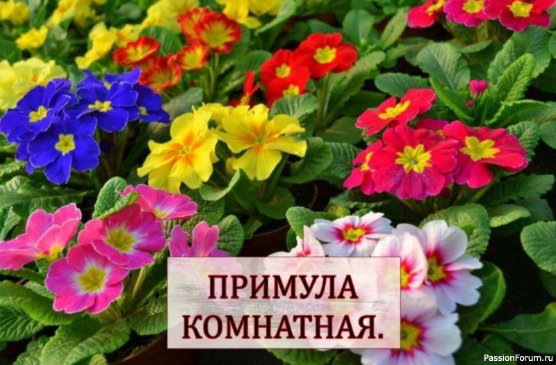 Примула комнатная