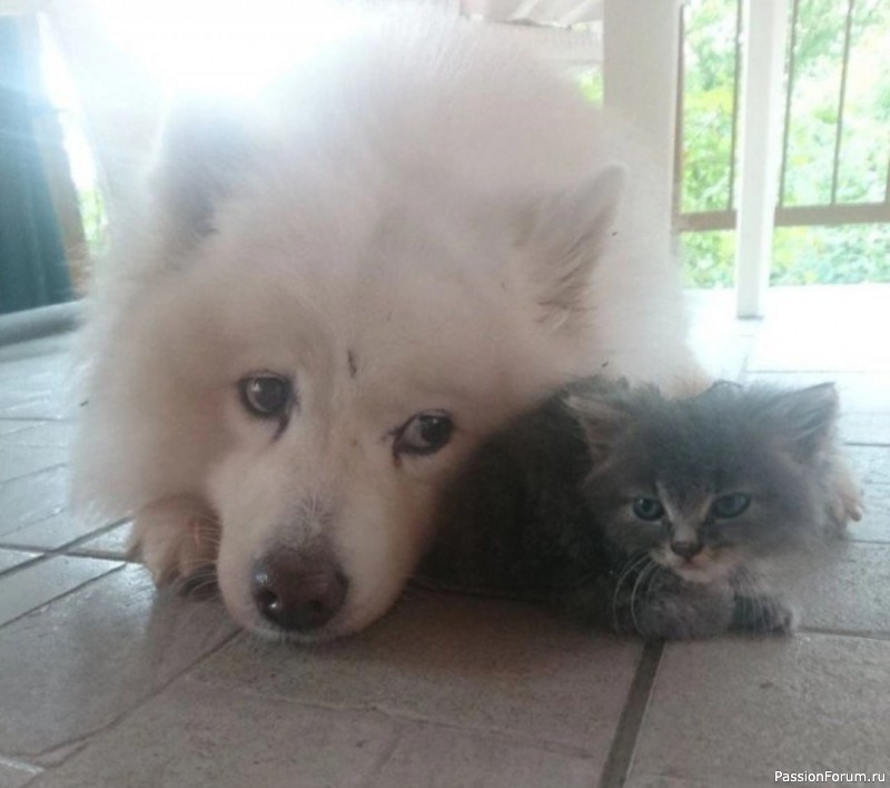 Пес спас котенка