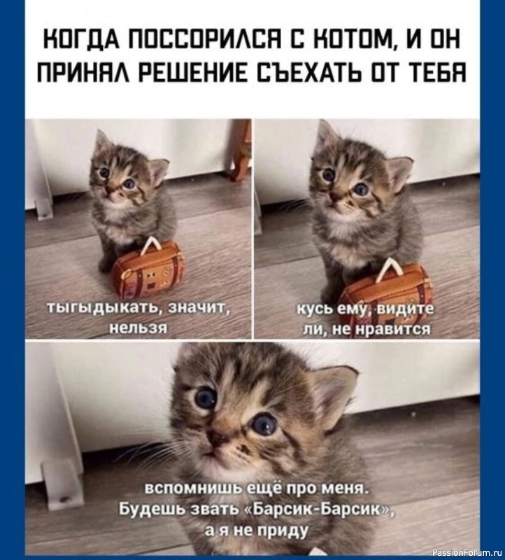 О котиках с юмором и любовью
