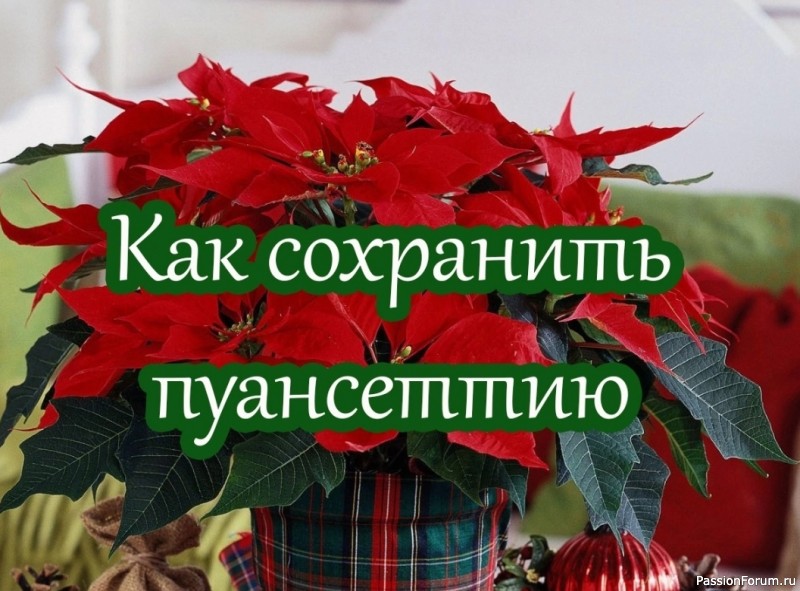 Комнатные растения. Как сохранить пуансеттию