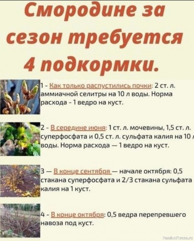 Смородине за сезон требуется 4 подкормки