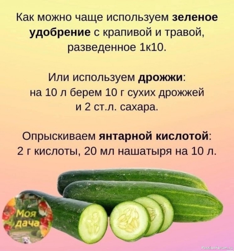 Дачникам. Чтобы огурцы плодоносили до осени