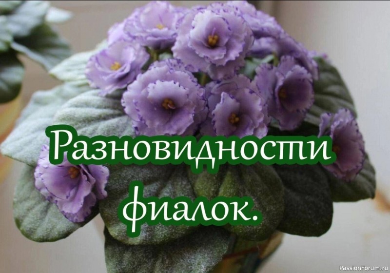 Разновидности фиалок. Комнатные растения