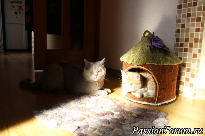 Истории моих котов