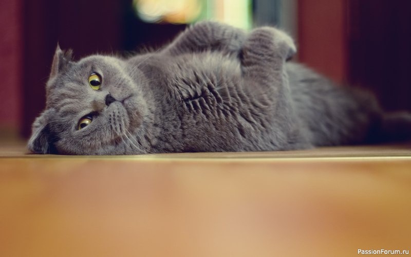 У кота тоже есть обязанности