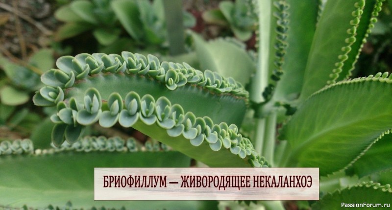 Бриофиллум &mdash; живородящее каланхое. Комнатные растения