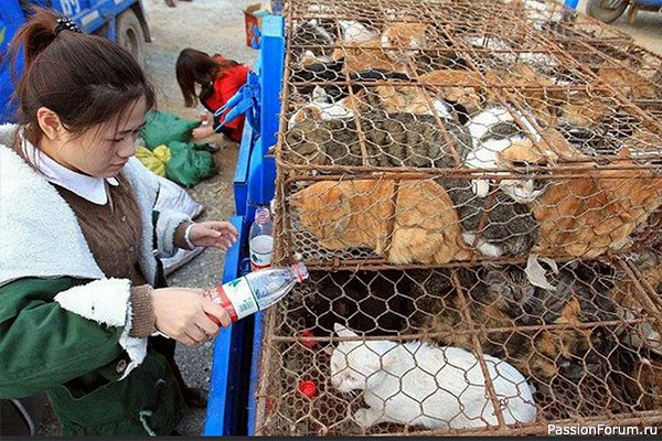 Около 150 кошек спасли в Китае от съедения