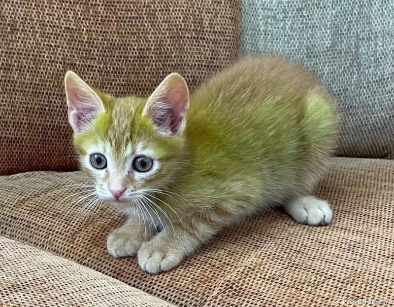 Котенок зеленого цвета