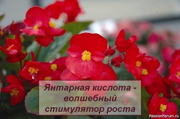 Янтарная кислота - волшебный стимулятор роста