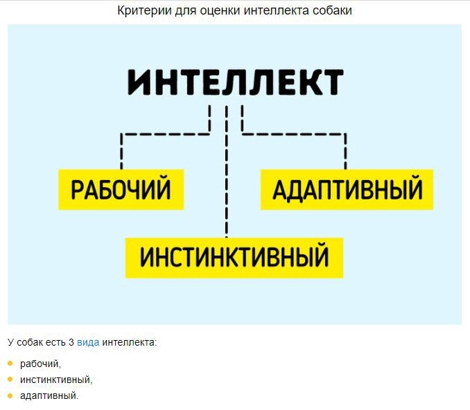 Какие породы собак самые умные
