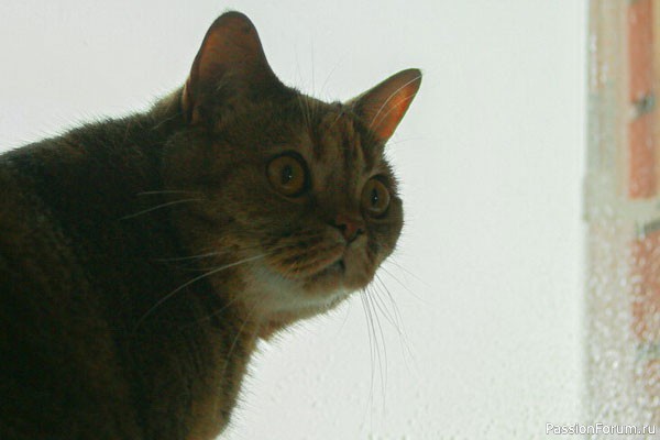 Японцы скачали «кошачий переводчик» MeowTalk 17 миллионов раз