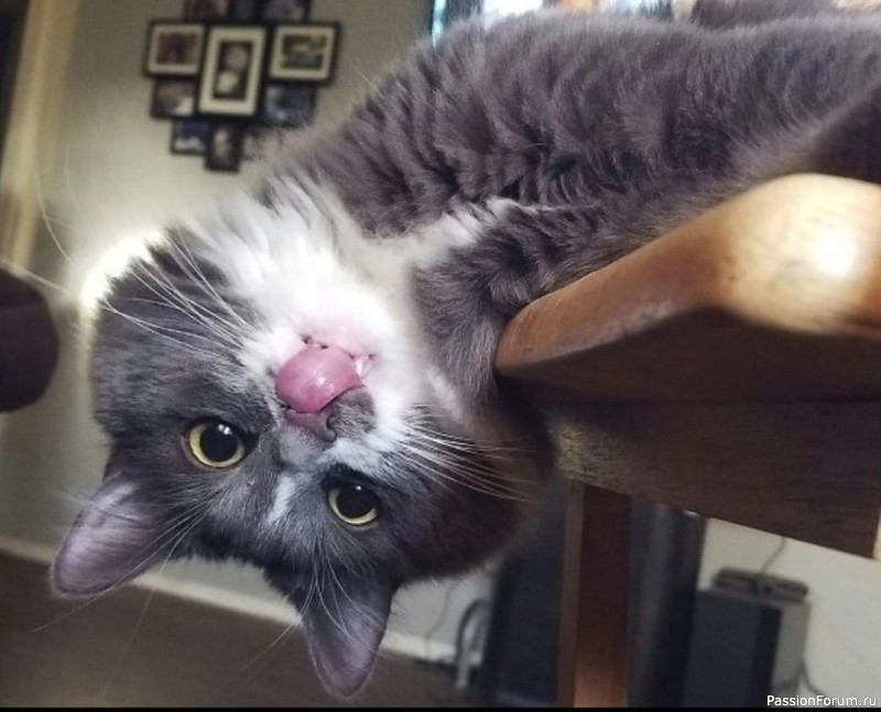За что мы любим котиков?