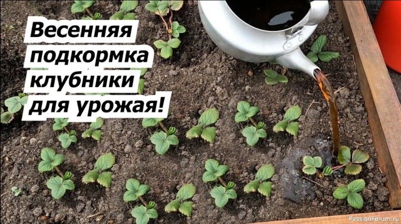 Для дачников. Весенняя подкopмка клубники