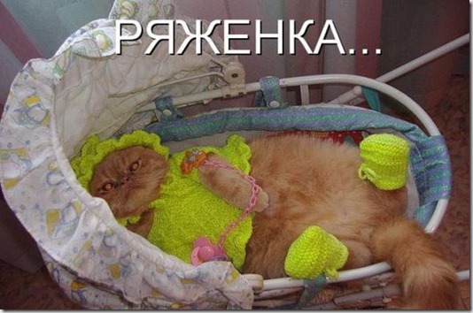 И опять коты...