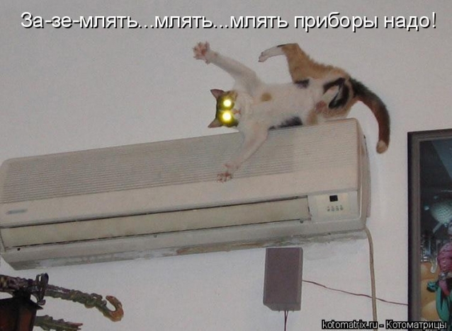 И опять коты...