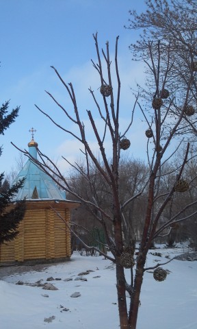 Наши прогулки,проводы зимы.