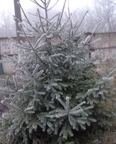 Платье- туника из мохера