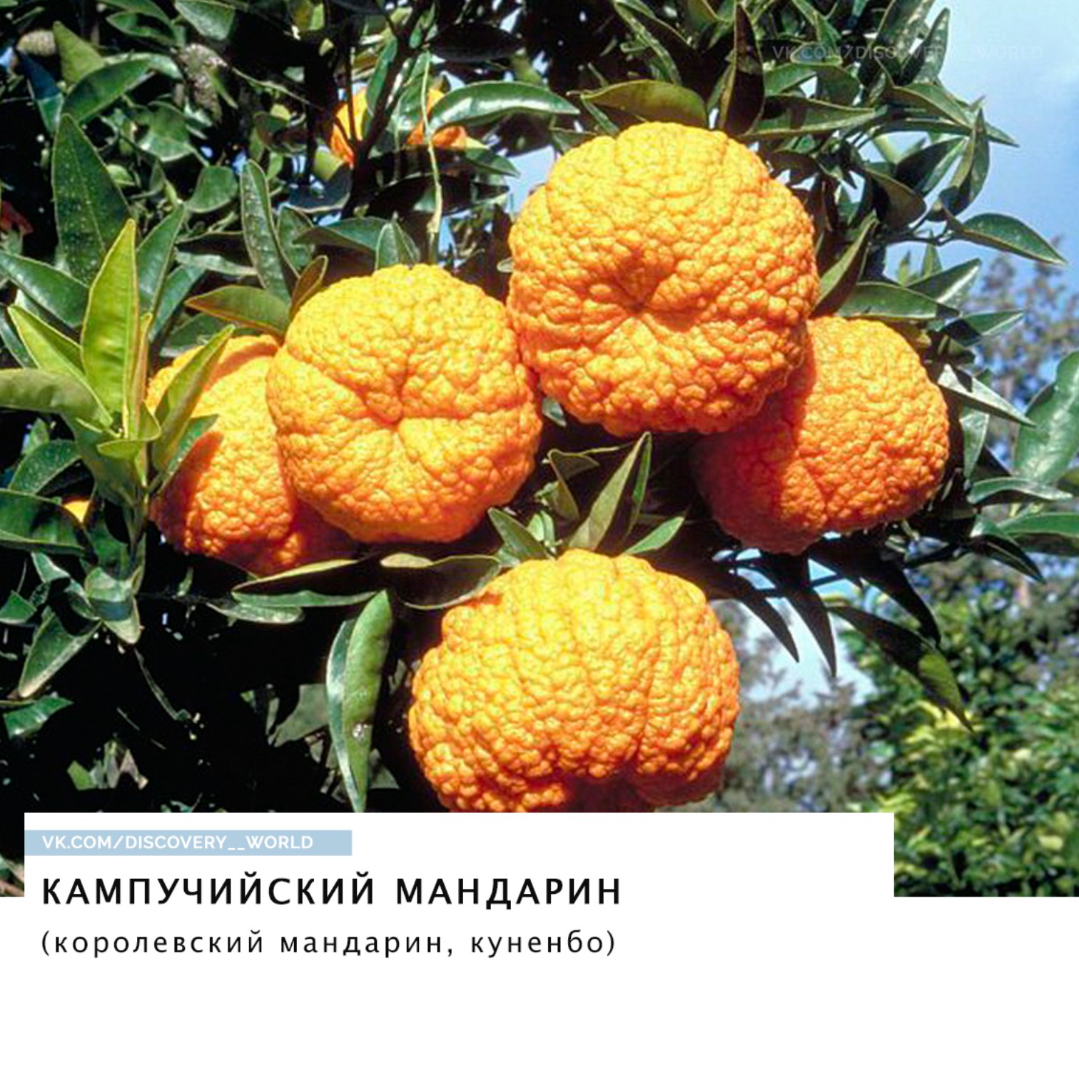 Малоизвестные гибриды фруктов, ягод и овощей