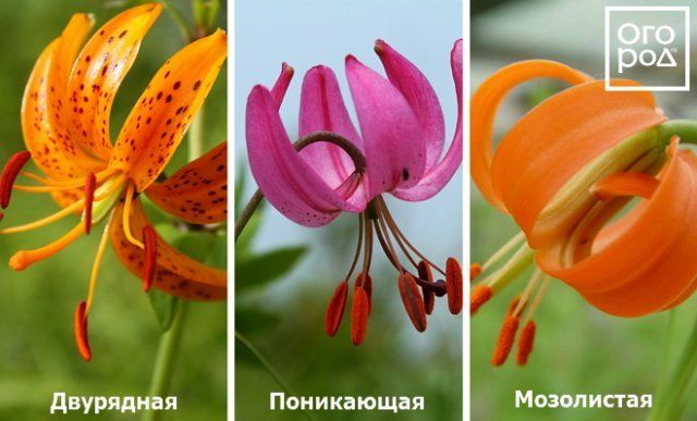 Виды и группы садовых лилий &ndash; описание и фото