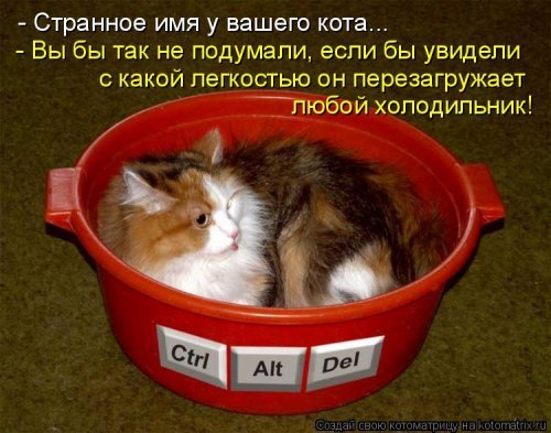Коты и Кошки. Котята крошки.(3 часть)