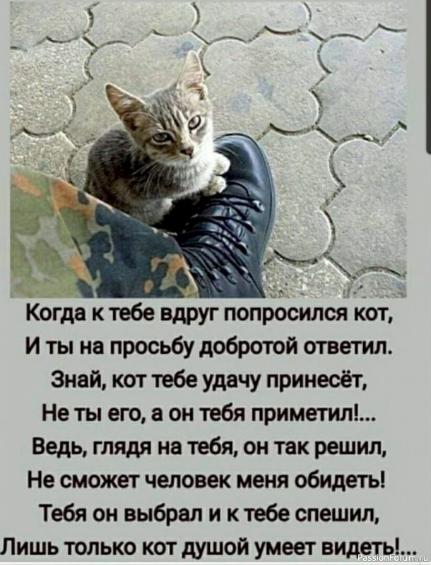 Народные приметы о котах.